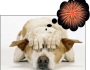 Is Your Dog Afraid of Thunder and Fireworks?